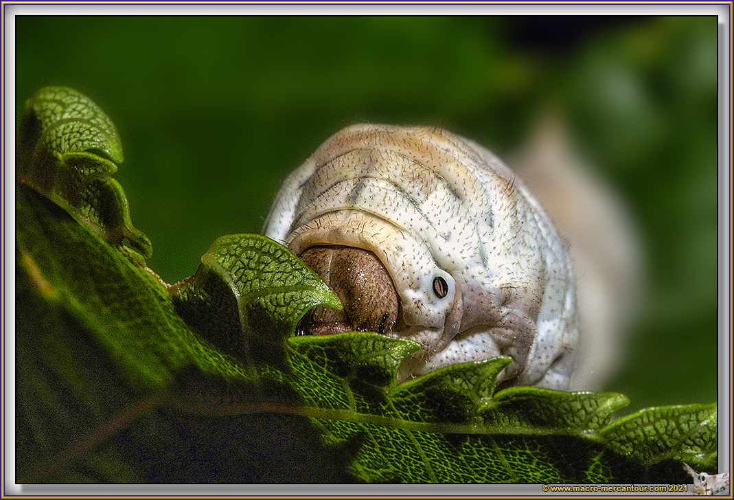 Chenille de BOMBYX